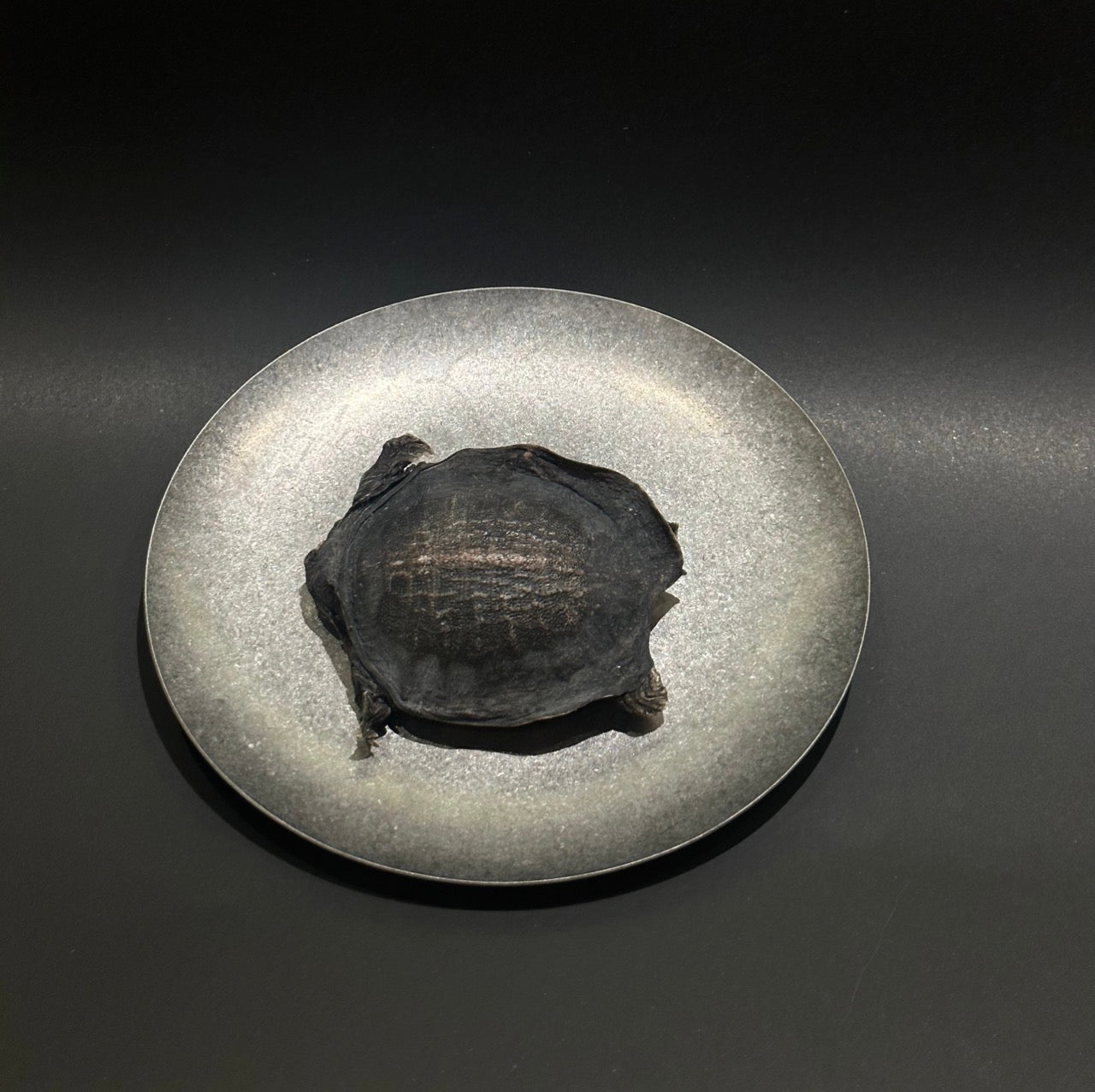 Soft-Shelled Turtle Freeze-Dried