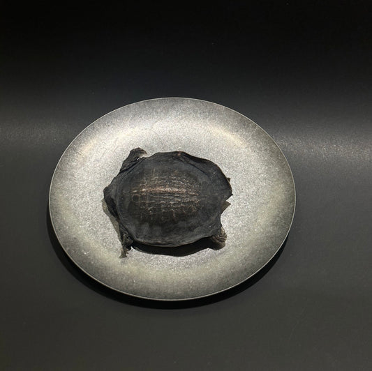 Soft-Shelled Turtle Freeze-Dried