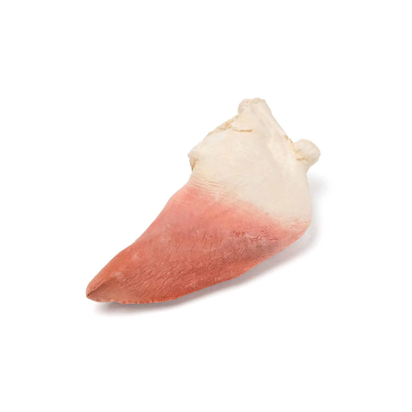 Large Mabe Freeze-Dried