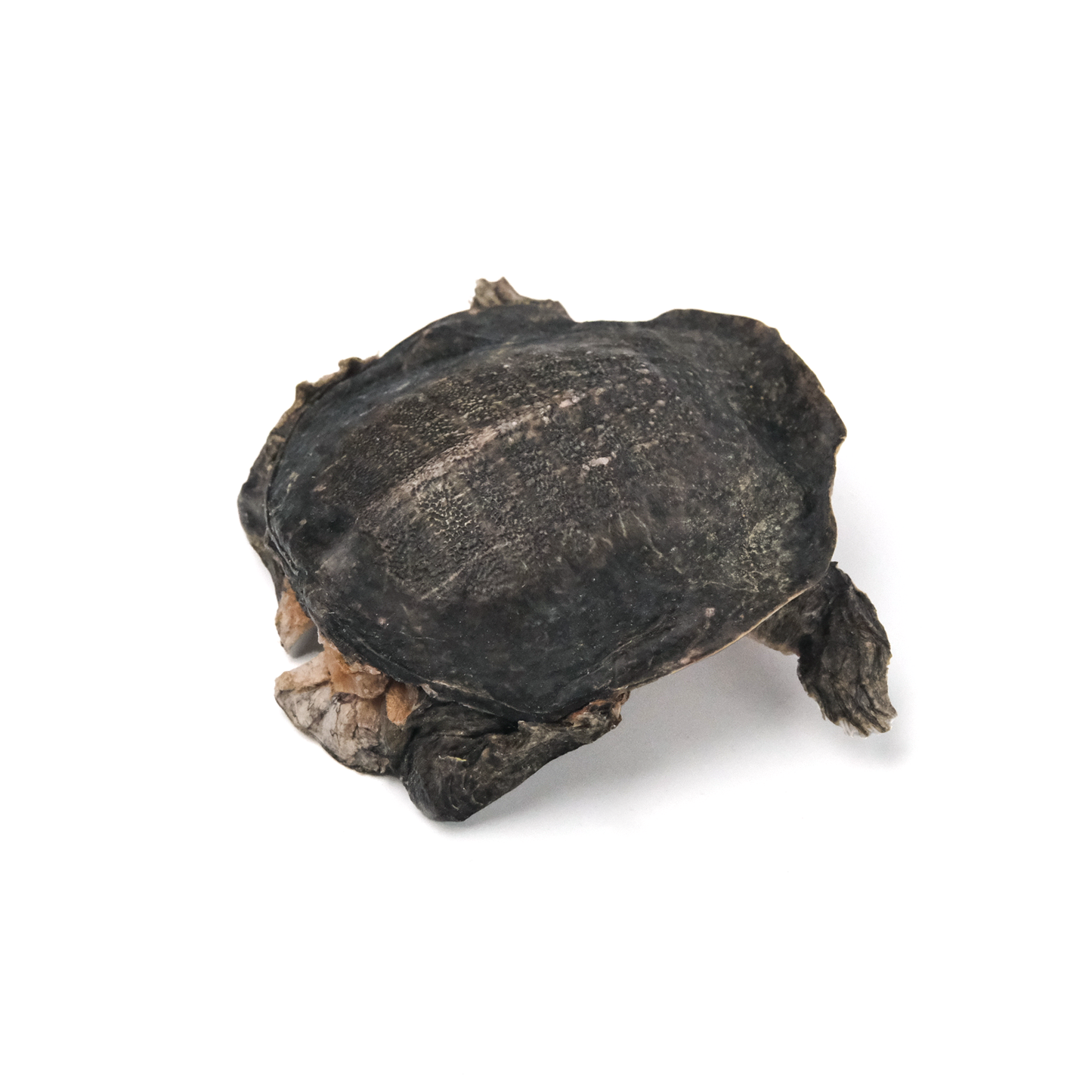 Soft-Shelled Turtle Freeze-Dried